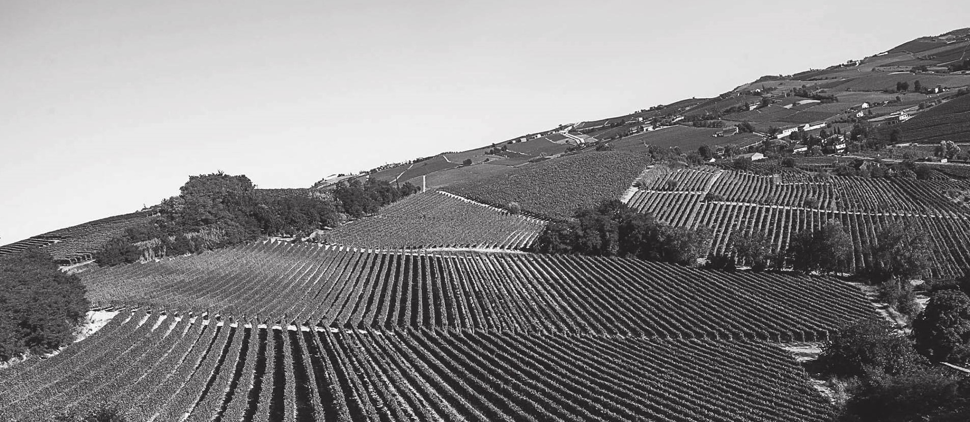 colline terre alfieri vigneti pescaja