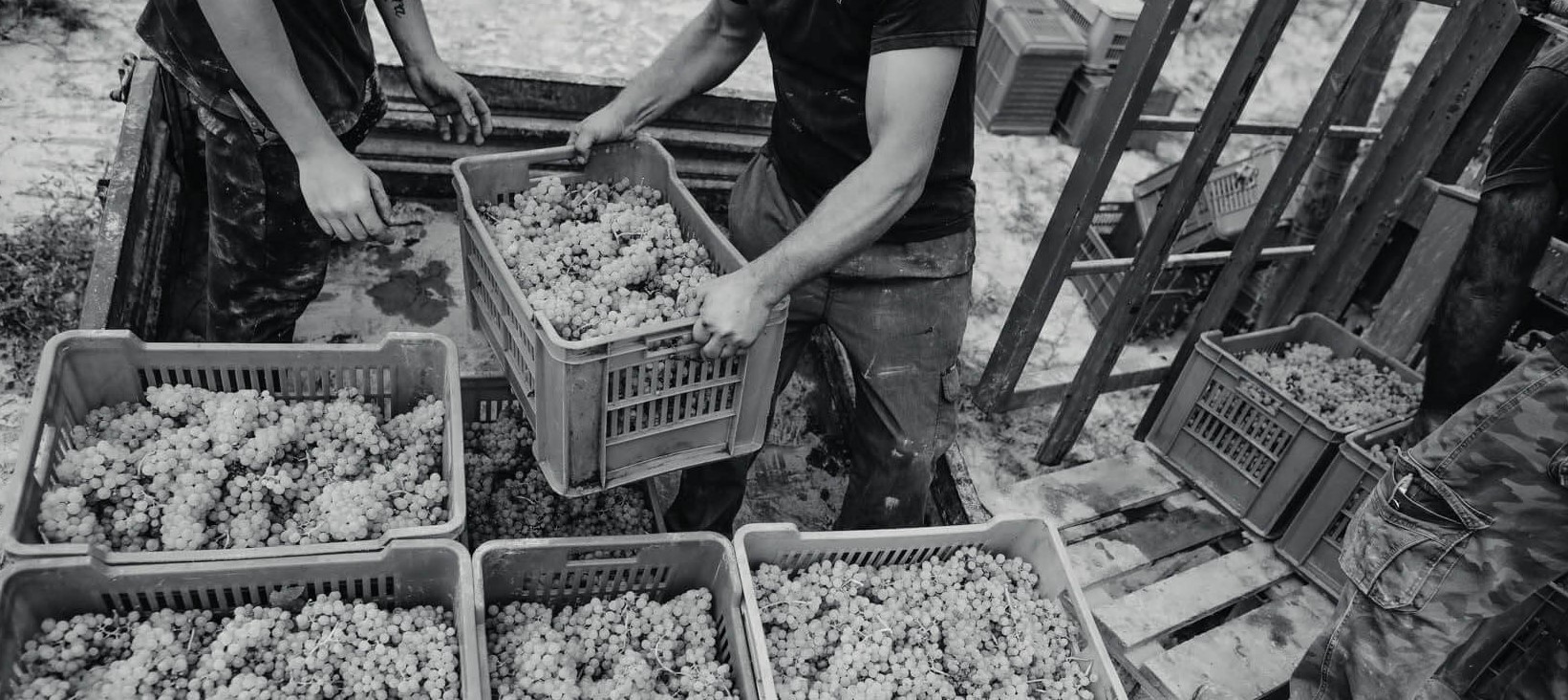 pescaja_vini_vendemmia_uve in cantina