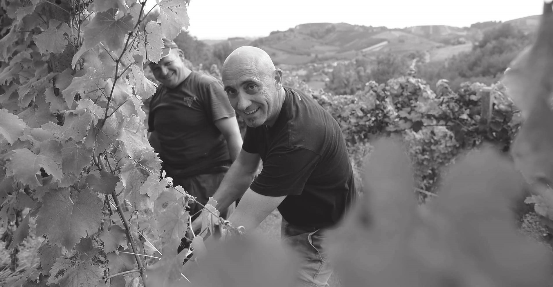 colline terre alfieri vigneti pescaja