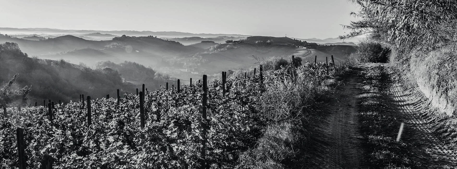 vigneti azienda agricola pescaja